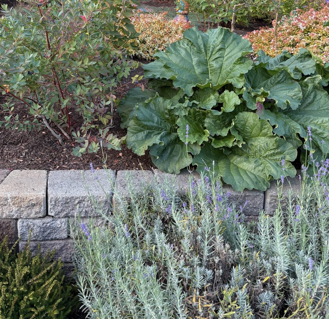 Garden bed with rhubarb, blueberry and lavender along a stone block wall