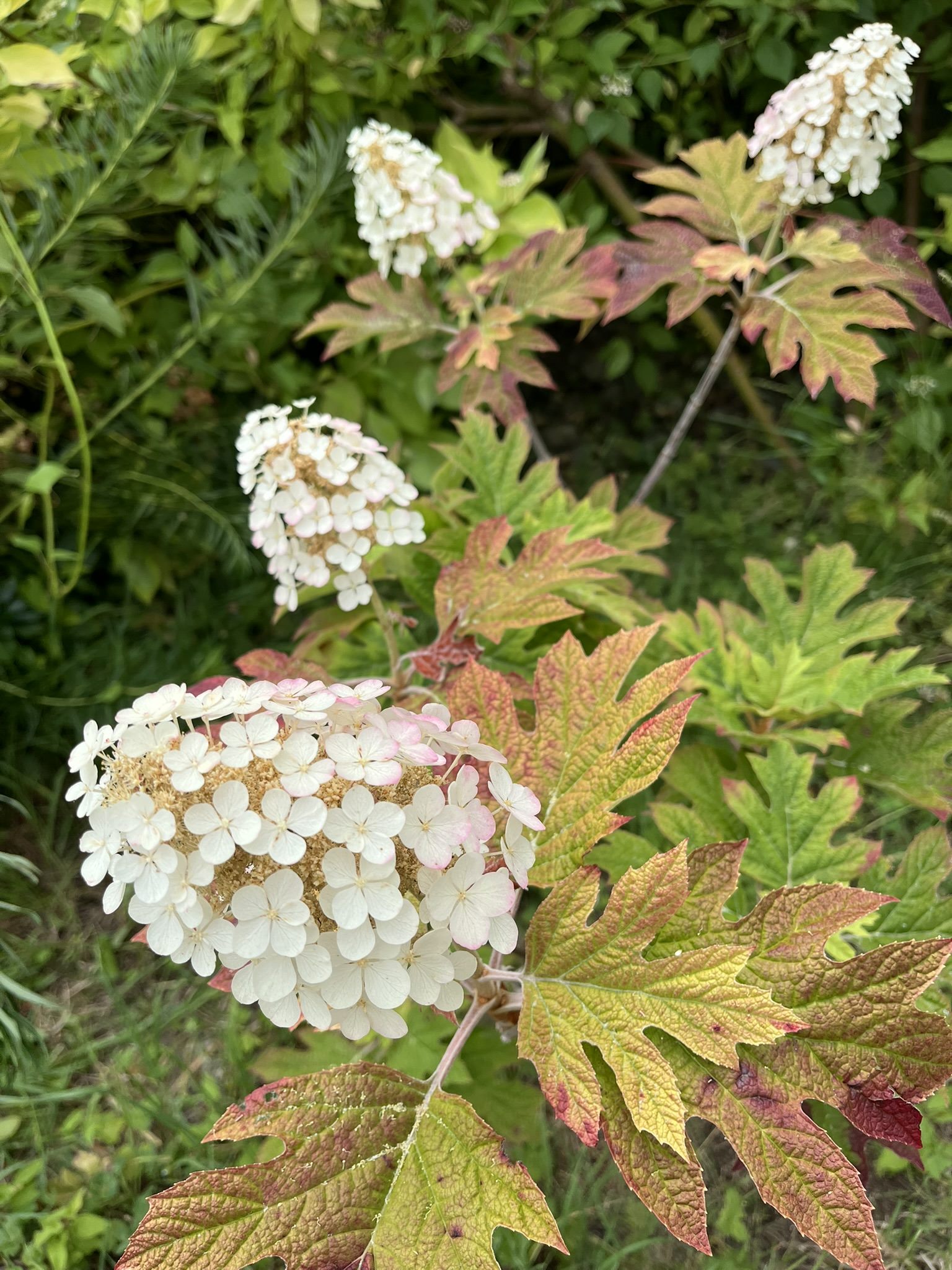 White hydrangea blooms