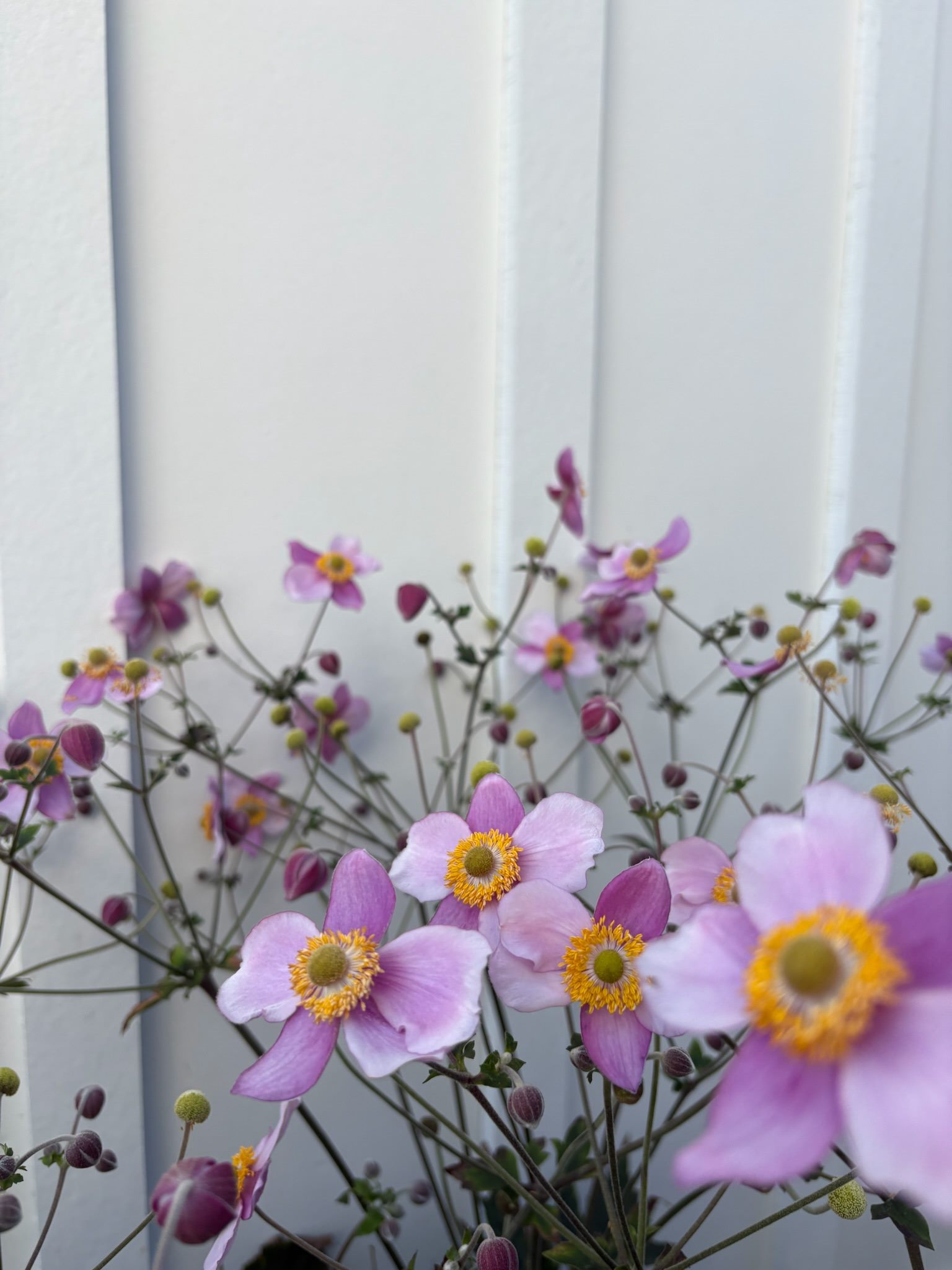 Garden planting detail