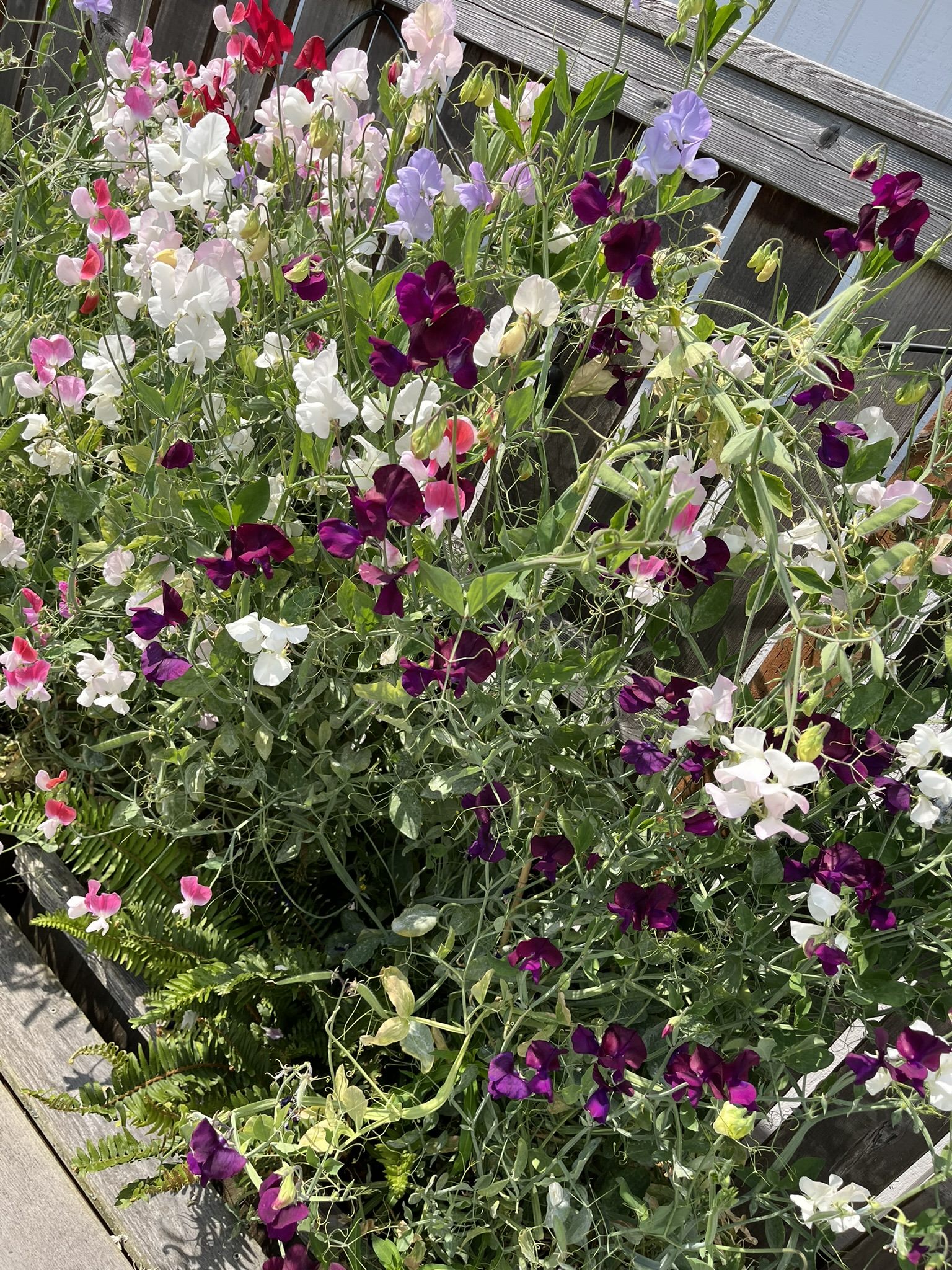 Sweet peas climbing a garden trellis