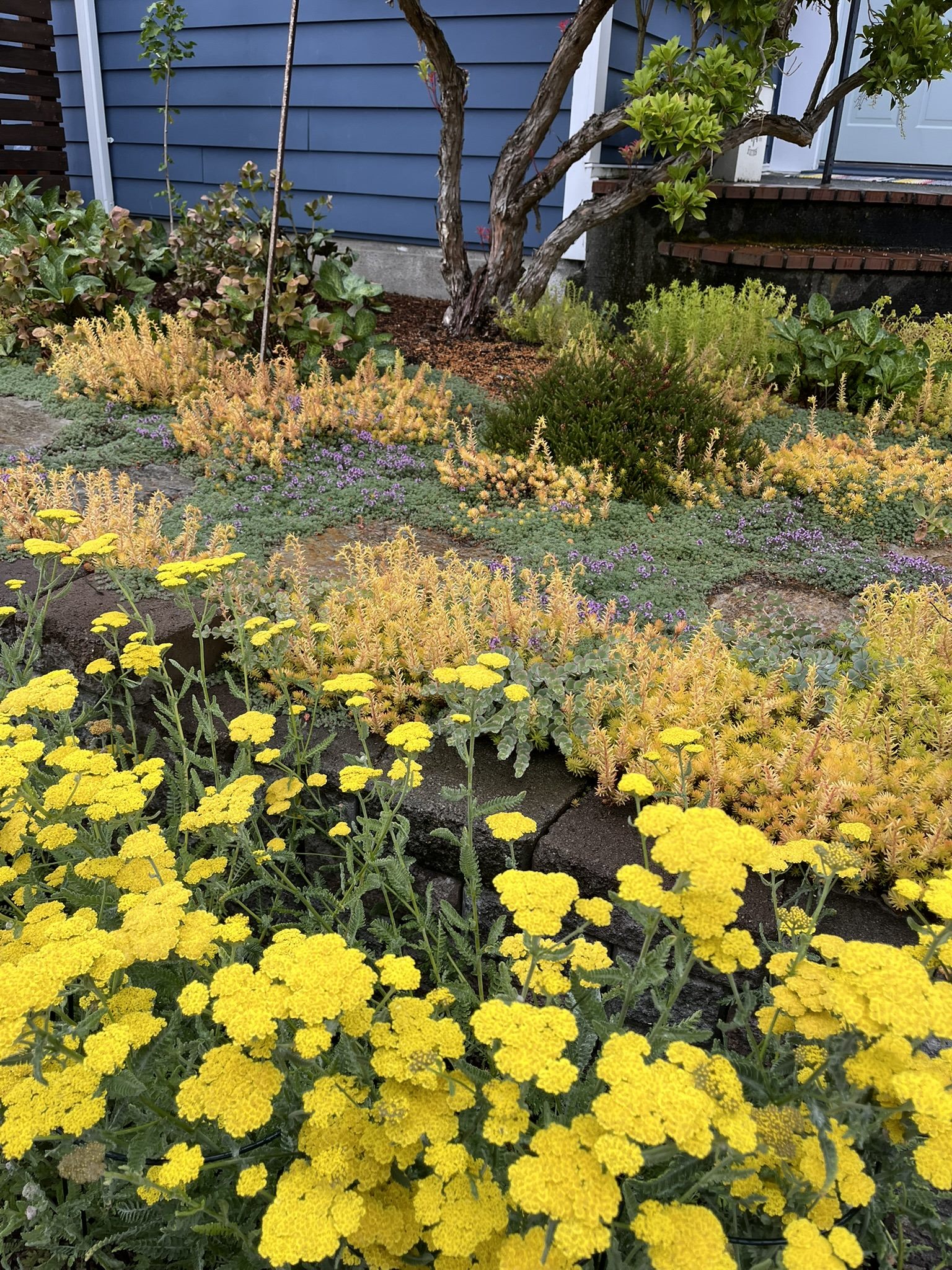 Native groundcover and yarrow planting