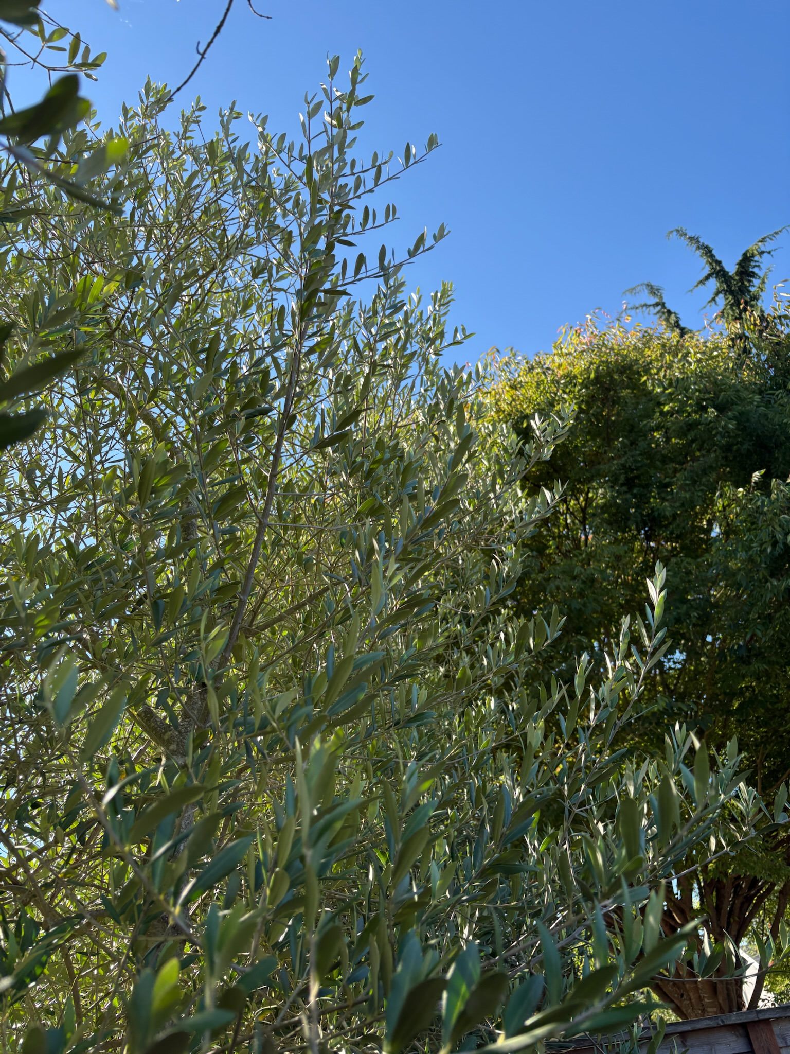 Olive tree foliage in a Pacific Northwest garden