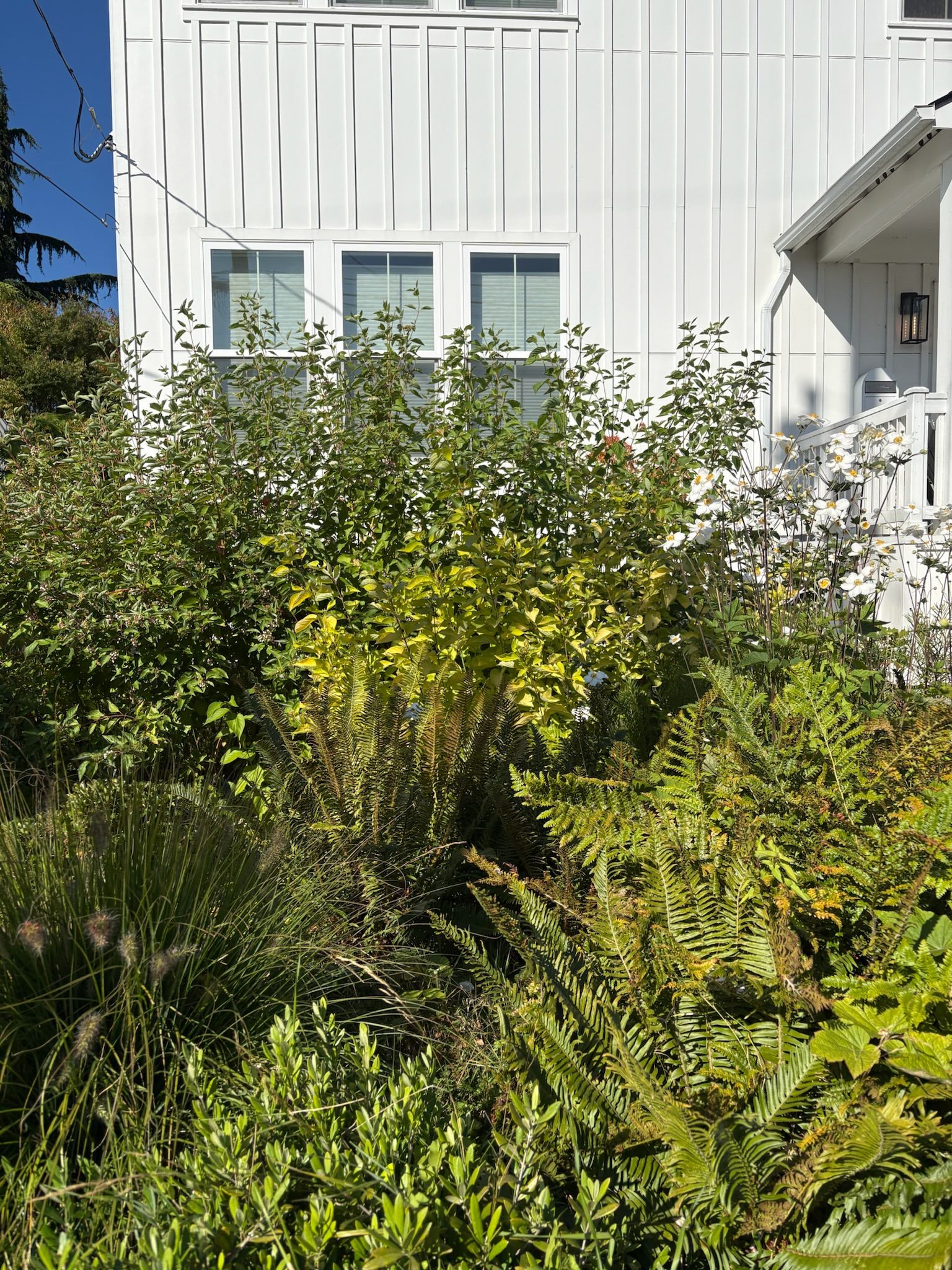 Puget Sound backyard garden