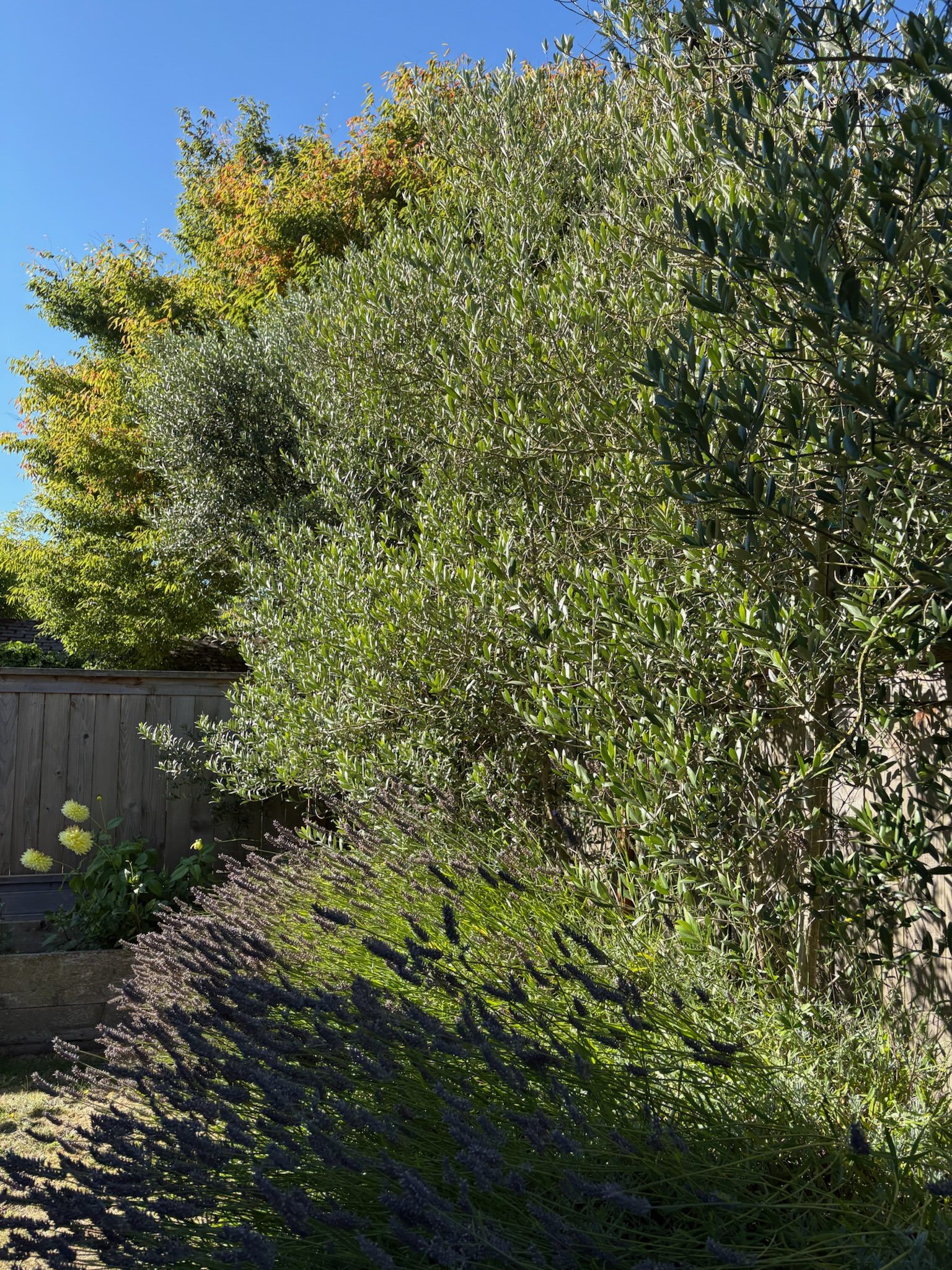 Tree canopy in a Seattle garden